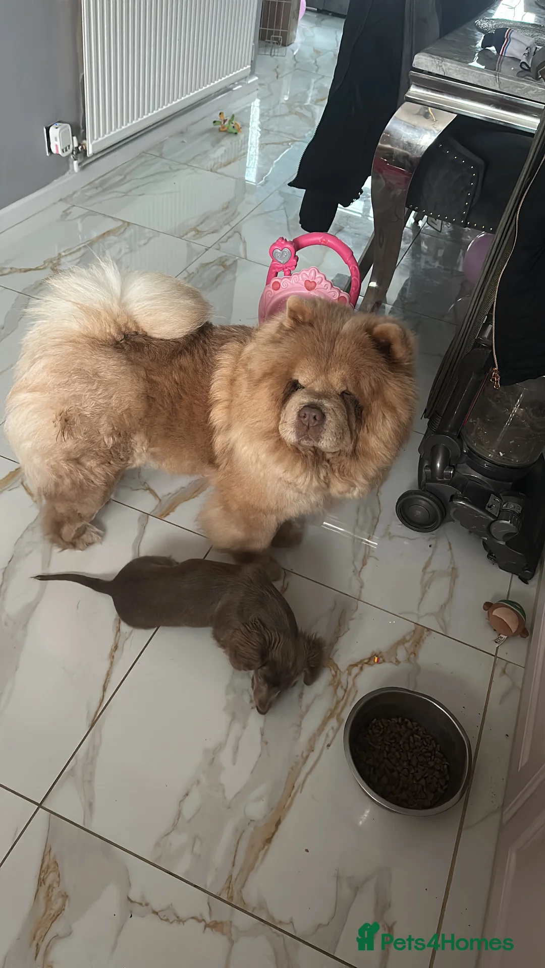 Chow Chow dogs for sale: Chow bitch for sale  - Advert 2