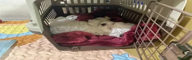 Maltese Puppy 2