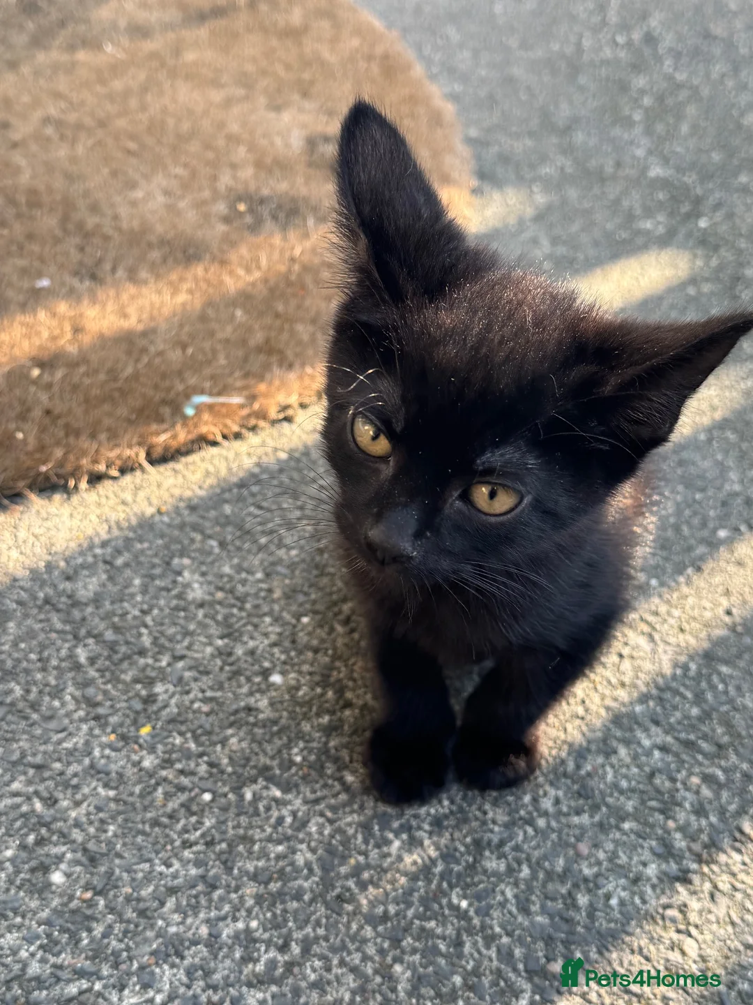 Mixed Breed cats for sale: Kittens for sale  - Advert 3
