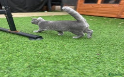 British Shorthair cats for sale: Gorgeus GCCF British Shorthair kittens - Image 8