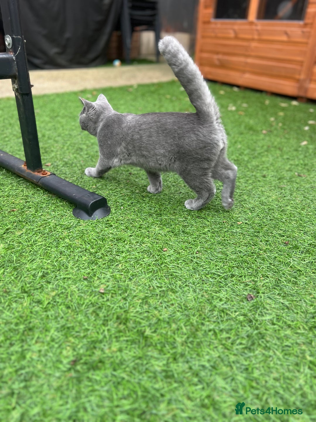 British Shorthair cats for sale: Gorgeus GCCF British Shorthair kittens - Image 8