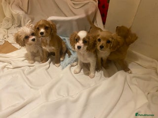 Cavapoo dogs DNA clear F1 cavapoo including BVA heart/eyes - Advert 8