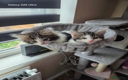 Mixed Breed cats for sale: 4 little kittens looking lovely new home.  - Image 7