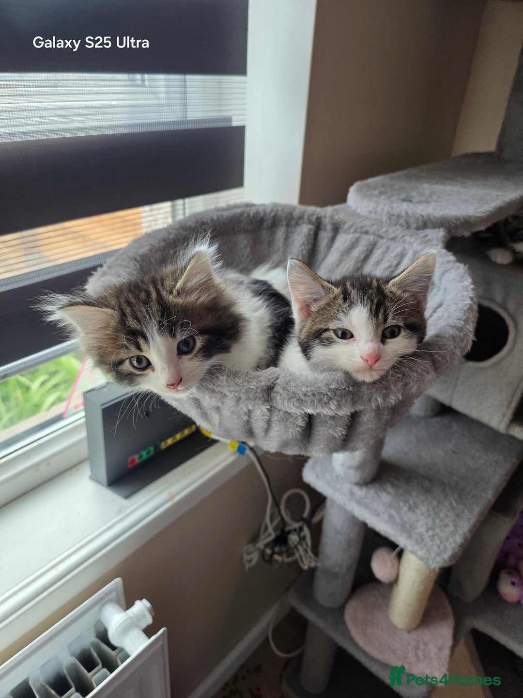 Mixed Breed cats for sale: 4 little kittens looking lovely new home.  - Image 7