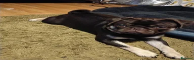 Pug 1 Romulus