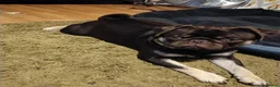 Pug dogs for sale: Pug brothers  - Advert 2