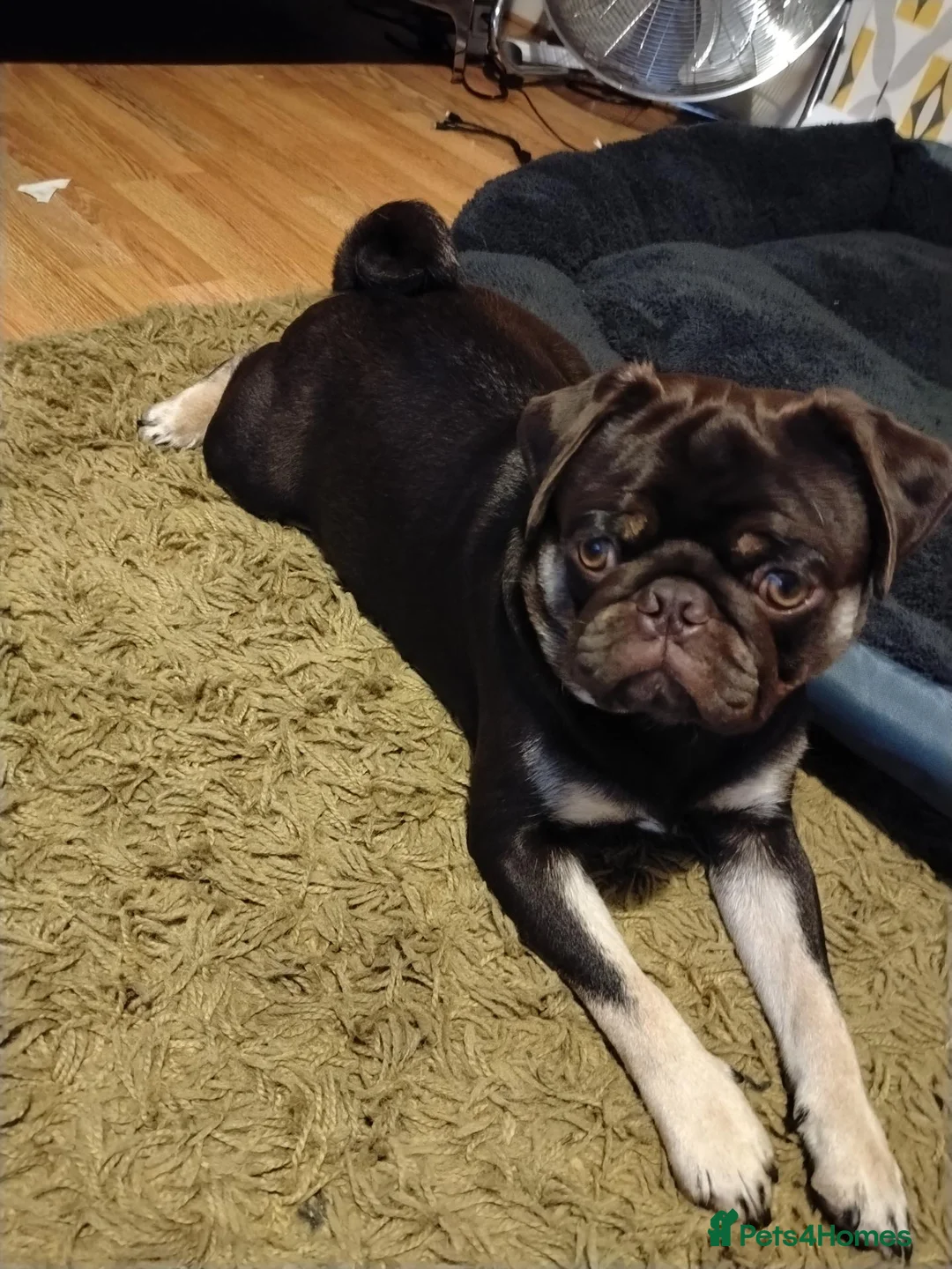Pug dogs for sale: Pug brothers  - Advert 2