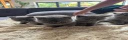 British Shorthair cats for sale: 5 British Shorthair Kittens 🐈‍⬛  - Advert 17