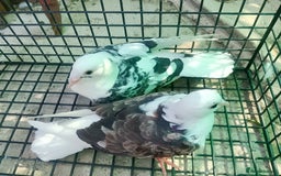 Pigeons birds for sale: Pigeon for sale - Image 10