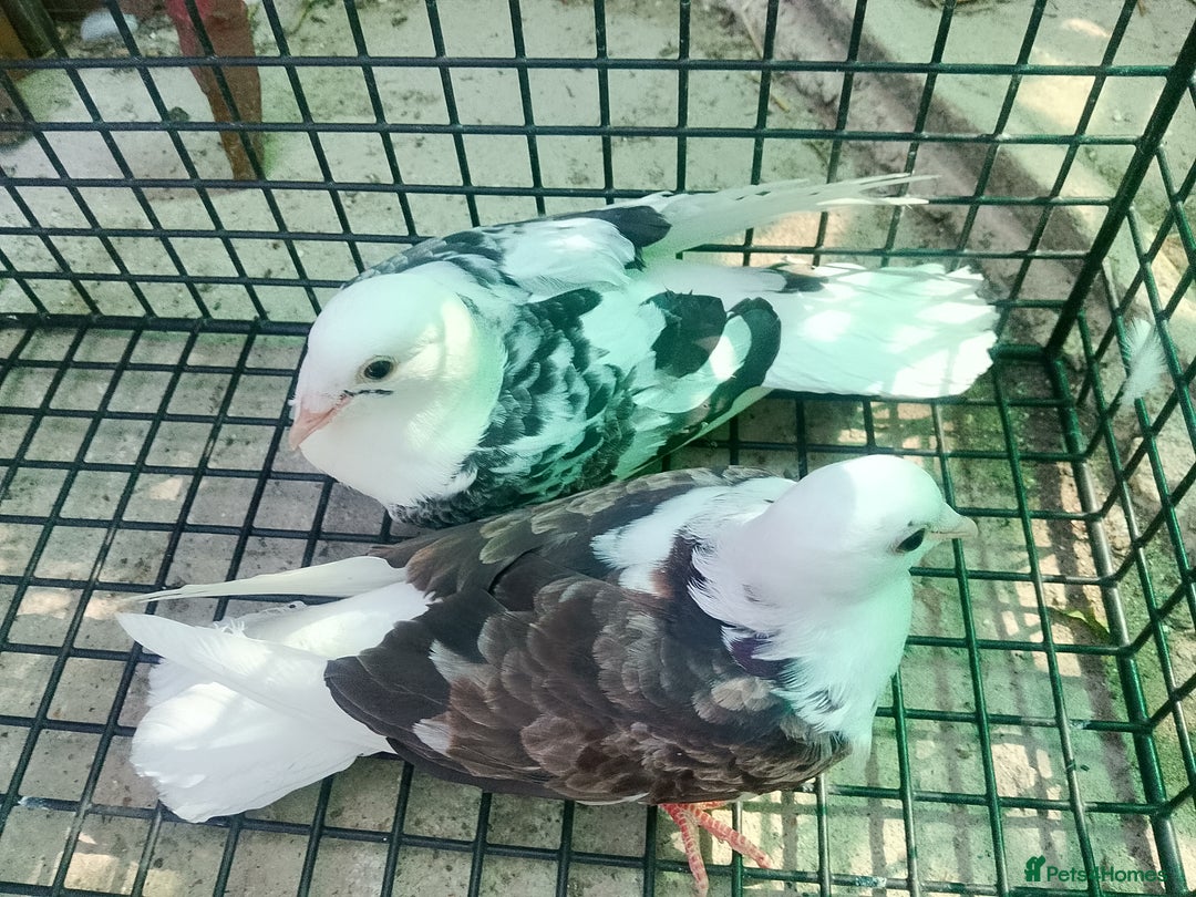 Pigeons birds for sale: Pigeon for sale - Image 10
