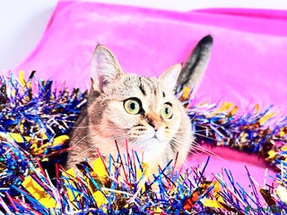 Scottish Fold cats High quality TICA pedigree kittens - Advert 5