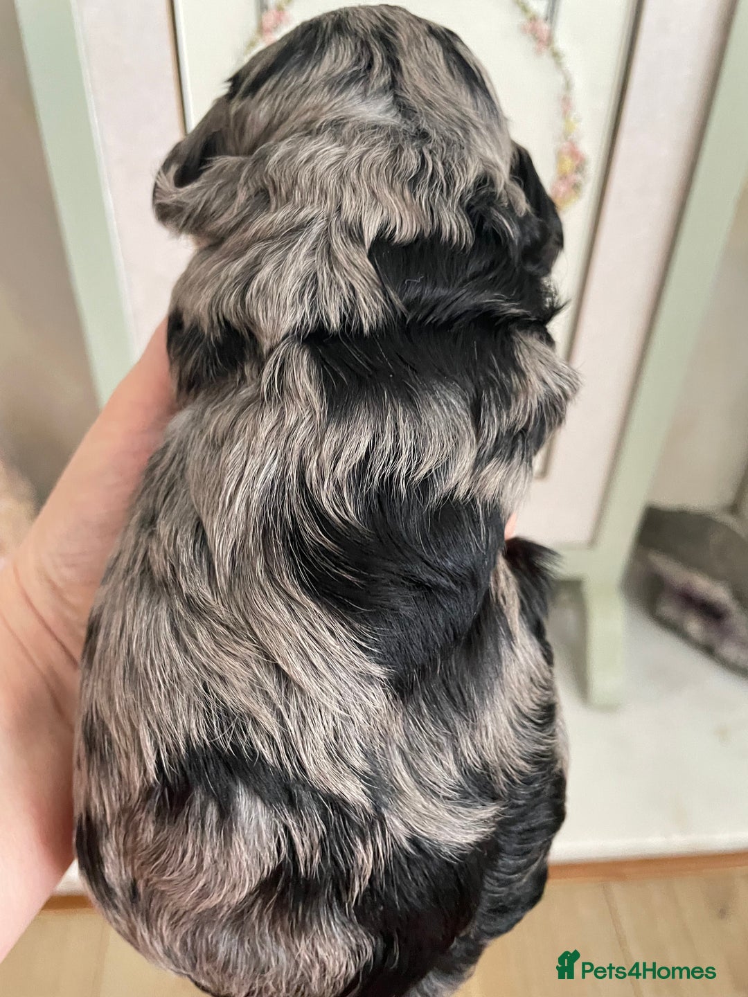 Cavapoo dogs for sale: F1 cavapoos puppies DNA Clear  - Image 1