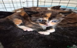 Maine Coon cats for sale: Maine Coon cross kittens  - Image 1