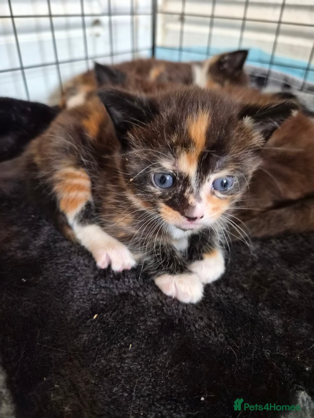 Maine Coon cats for sale: Maine Coon cross kittens  - Image 1