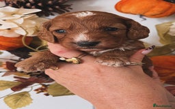 Cockapoo dogs for sale: Cockapoo puppies  - Advert 11