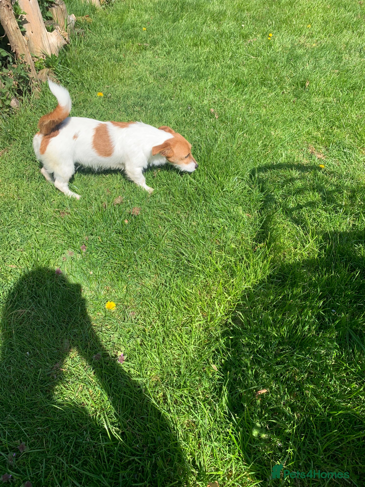 Jack Russell dogs Jack Russell female  - Advert 1