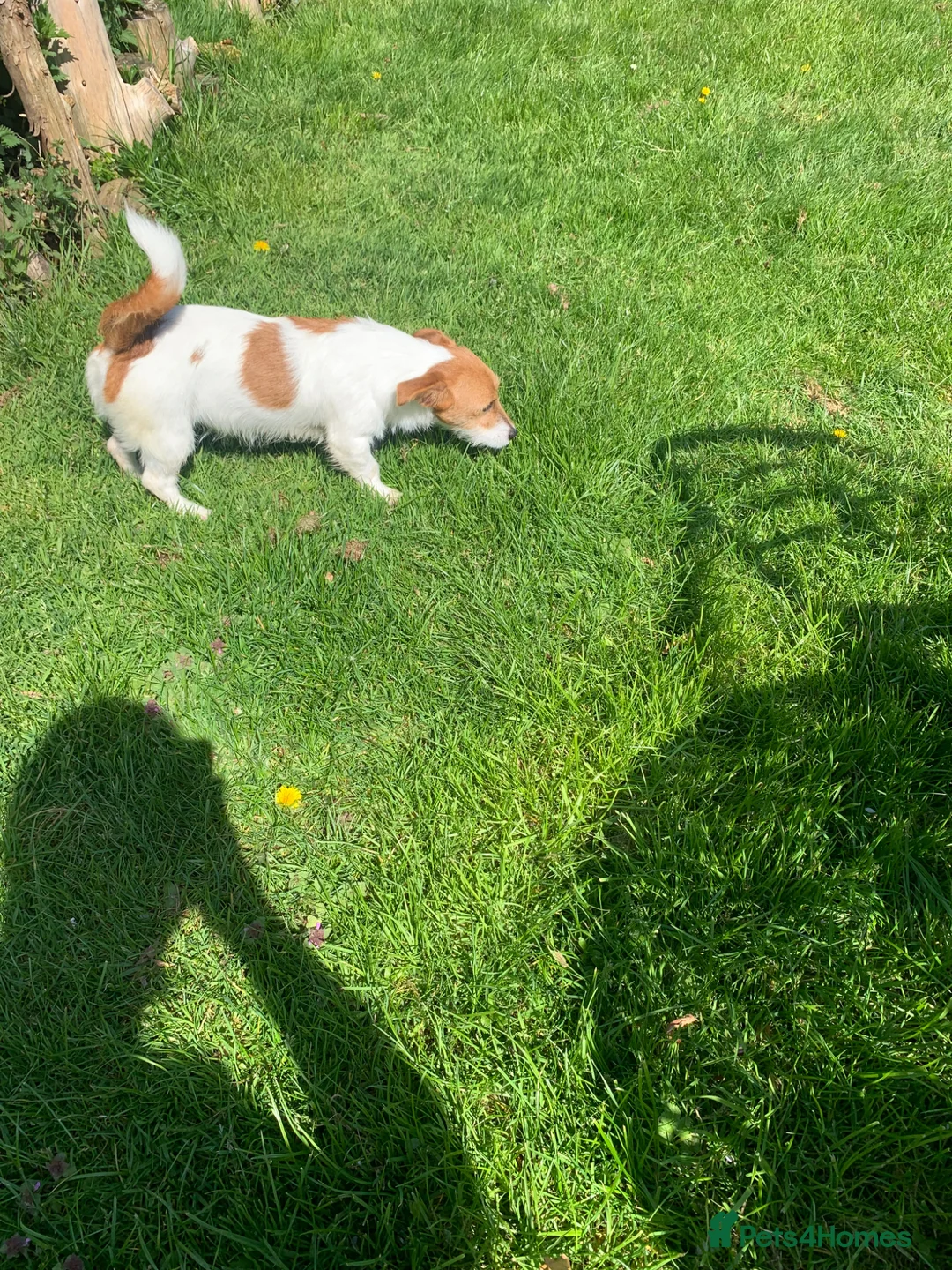 Jack Russell dogs for sale: Jack Russell female  - Advert 1