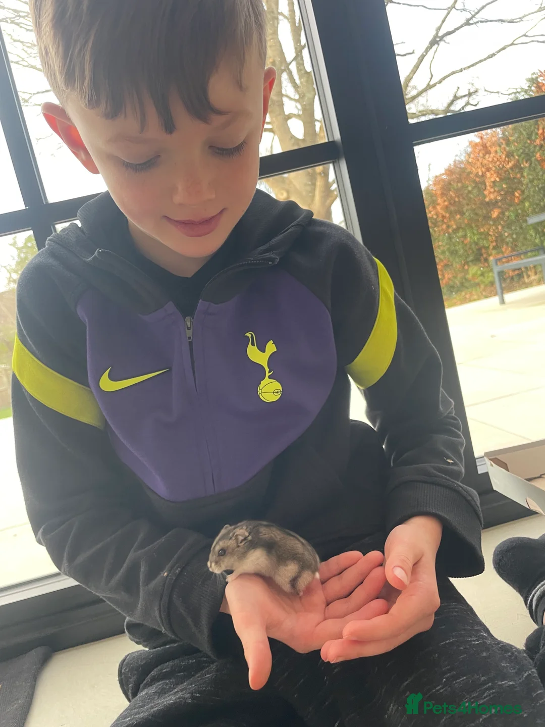 Hamster rodents for sale: Dwarf Hamsters (two)  - sold  - Advert 2