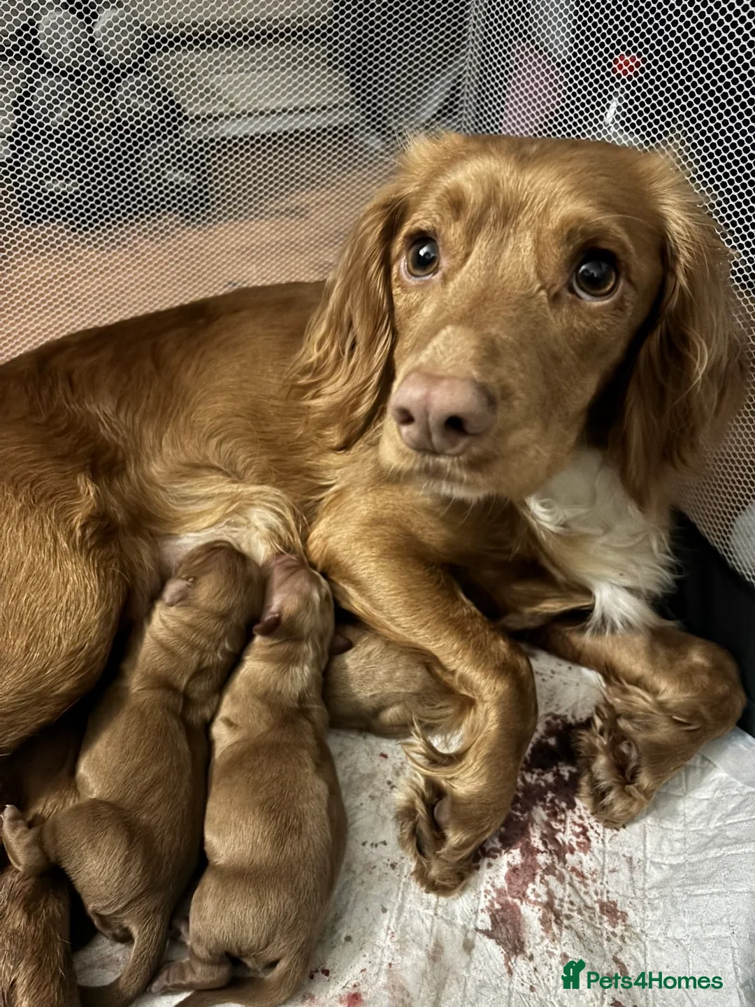 Cocker Spaniel dogs for sale: Beautiful little boys looking for forever homes - Advert 2