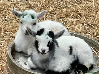 Goats livestock Disbudded Pygmy Goat Kids - Advert 4