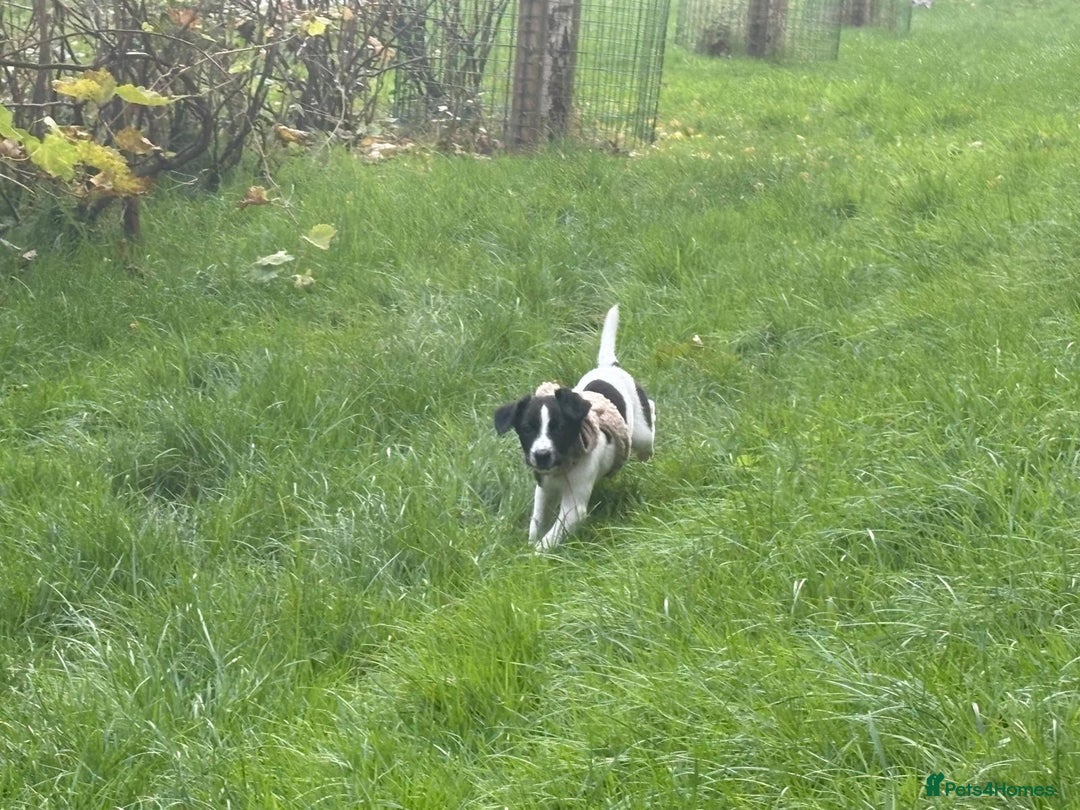 Mixed Breed dogs for sale: Puppy for sale  - Advert 7