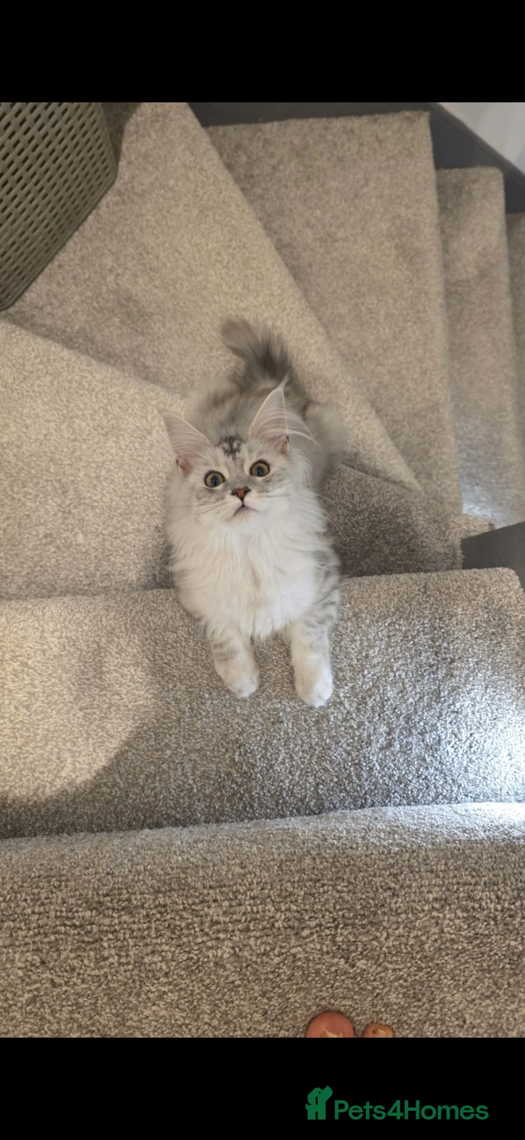 Maine Coon cats for sale: Female  - Advert 2