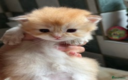 British Longhair cats for sale: GCCF reg BLH Black and Chocolate Golden kittens - Image 19