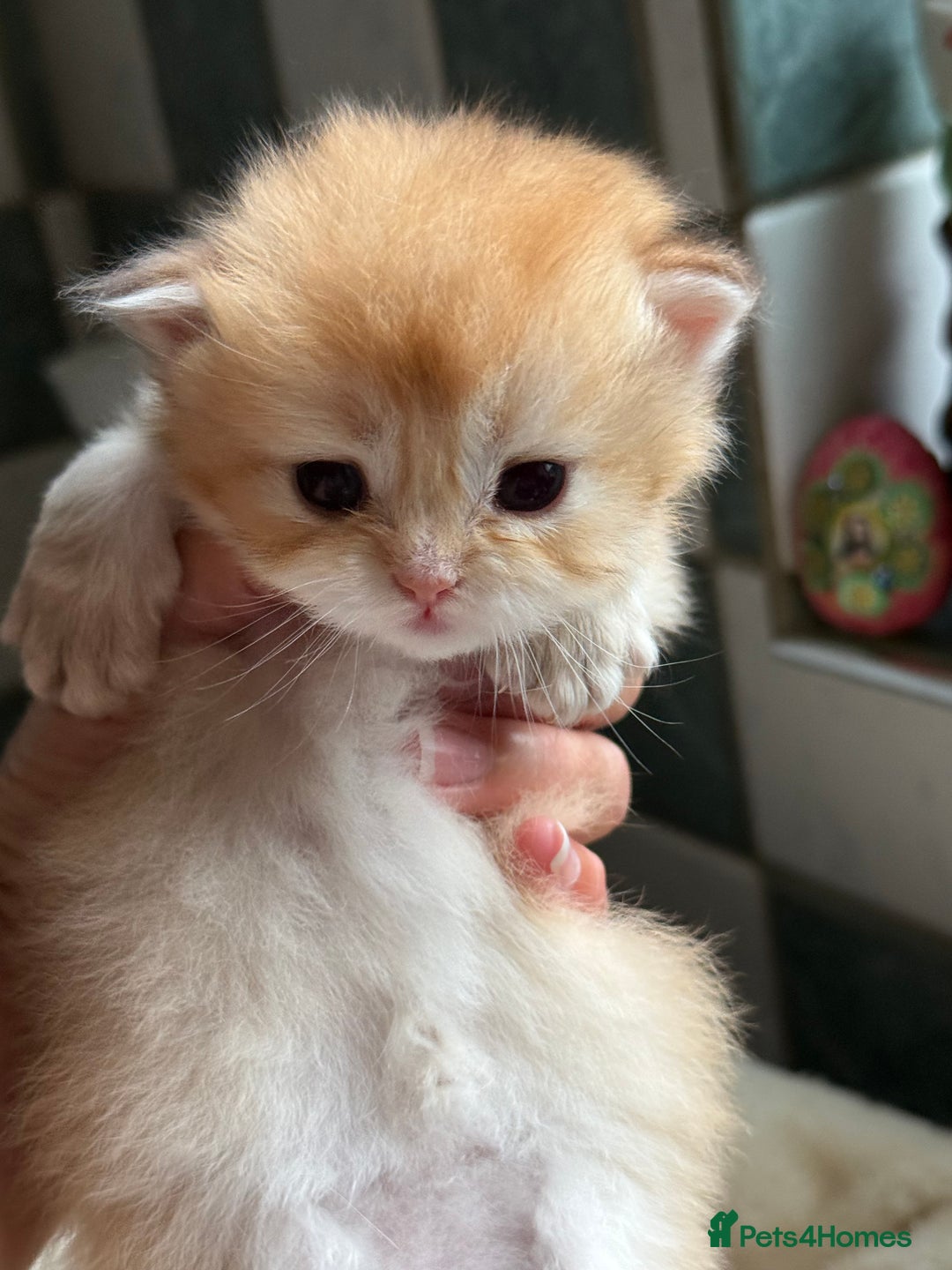 British Longhair cats for sale: GCCF reg BLH Black and Chocolate Golden kittens - Image 19
