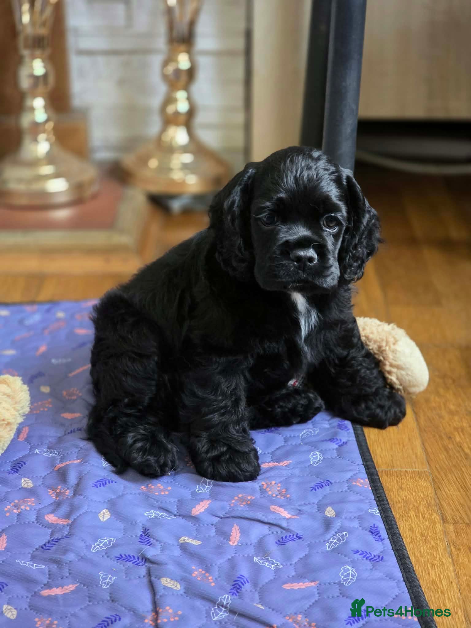 American Cocker Spaniel dogs American cocker spaniels puppies - Advert 1