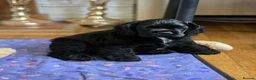 American Cocker Spaniel dogs for sale: American cocker spaniels puppies - Advert 10