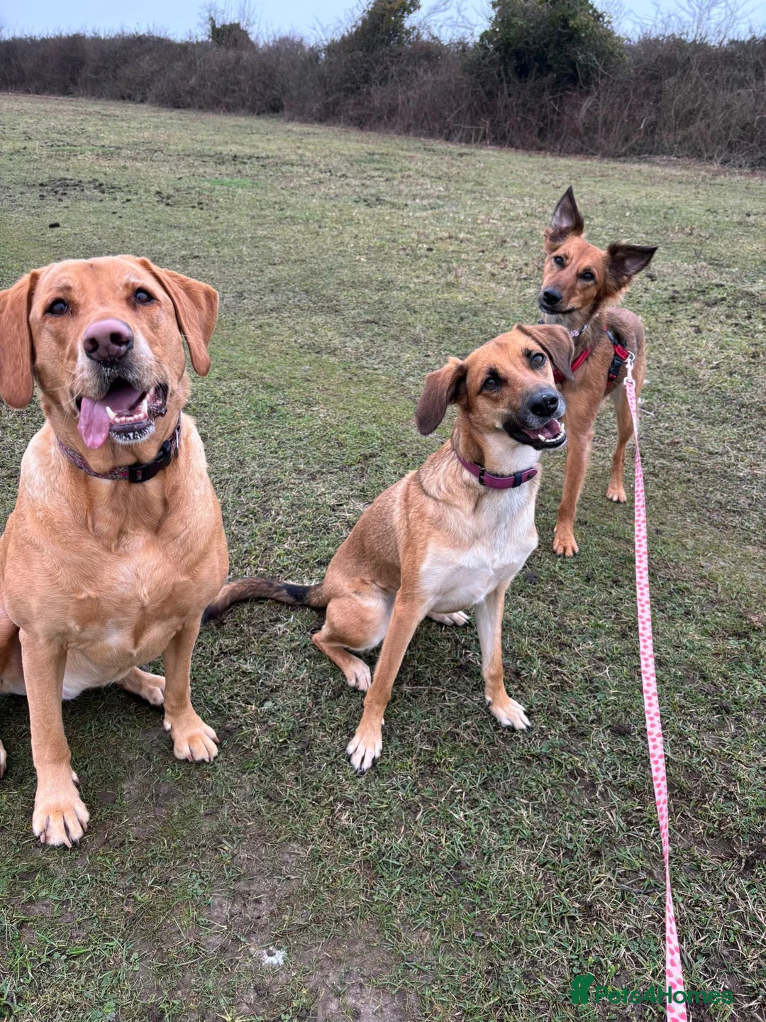 Mixed Breed dogs for sale: Pretty girl Trudi looking for her forever home  in Portsmouth - Advert 12