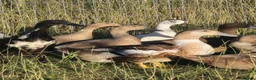 Ducks poultry for sale:  Ducklings Indian Runner Khaki Campbell Appleyard - Advert 8