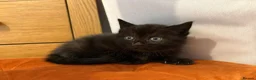 British Shorthair cats for sale: British shorthair cross kittens - Advert 20