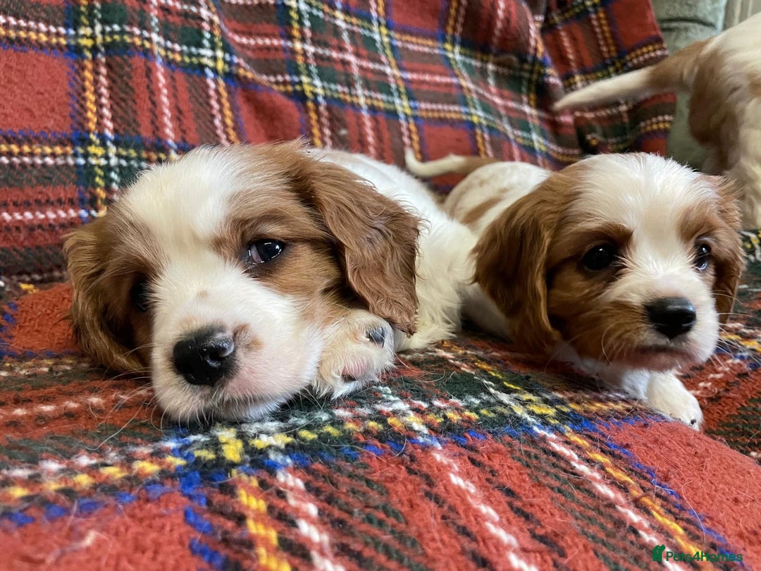 Cavalier King Charles Spaniel dogs for sale: Beautiful Cavalier King Charles KC Registered Pups - Image 17