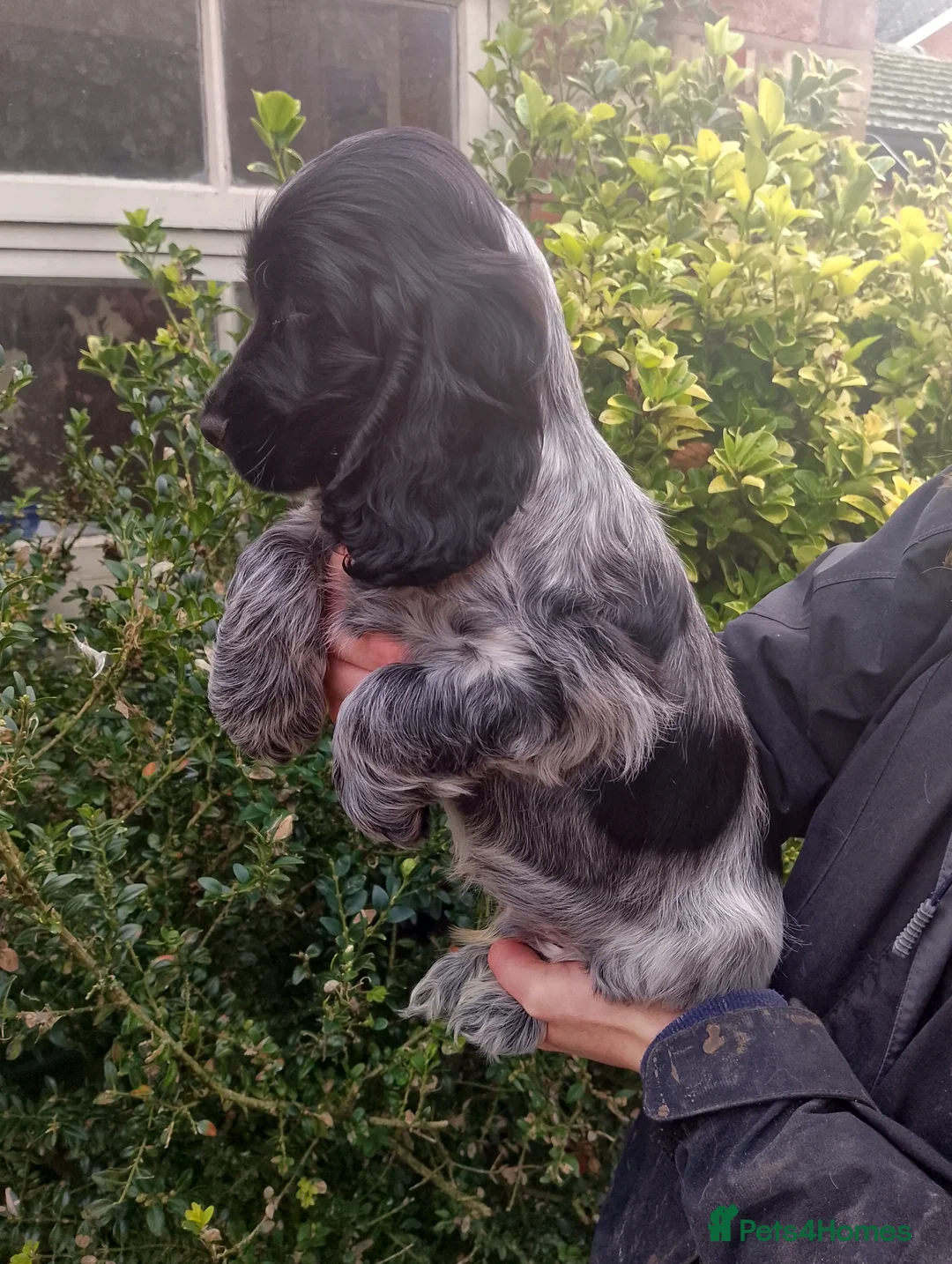 Cocker Spaniel dogs for sale: Show Cocker Puppies and Adults for sale - Advert 3