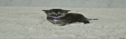 Maine Coon cats for sale: TICA Maine coon kittens - Advert 34