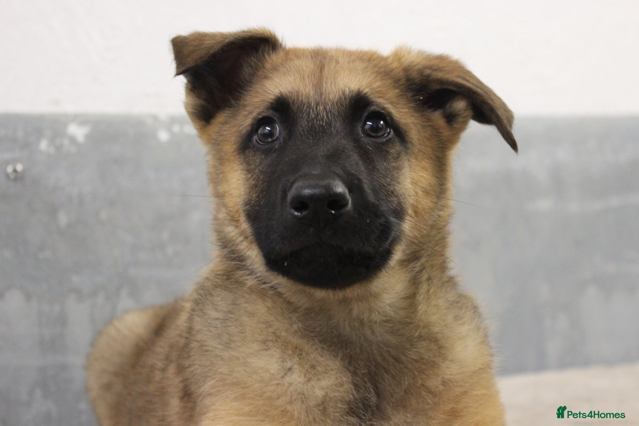German Shepherd dogs for sale: German Shepherd Puppies  - Advert 7