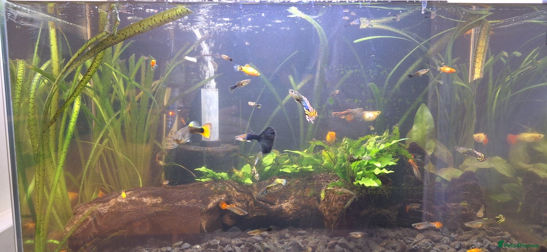 Platies fish for sale: Sunset platies and guppies - Image 2