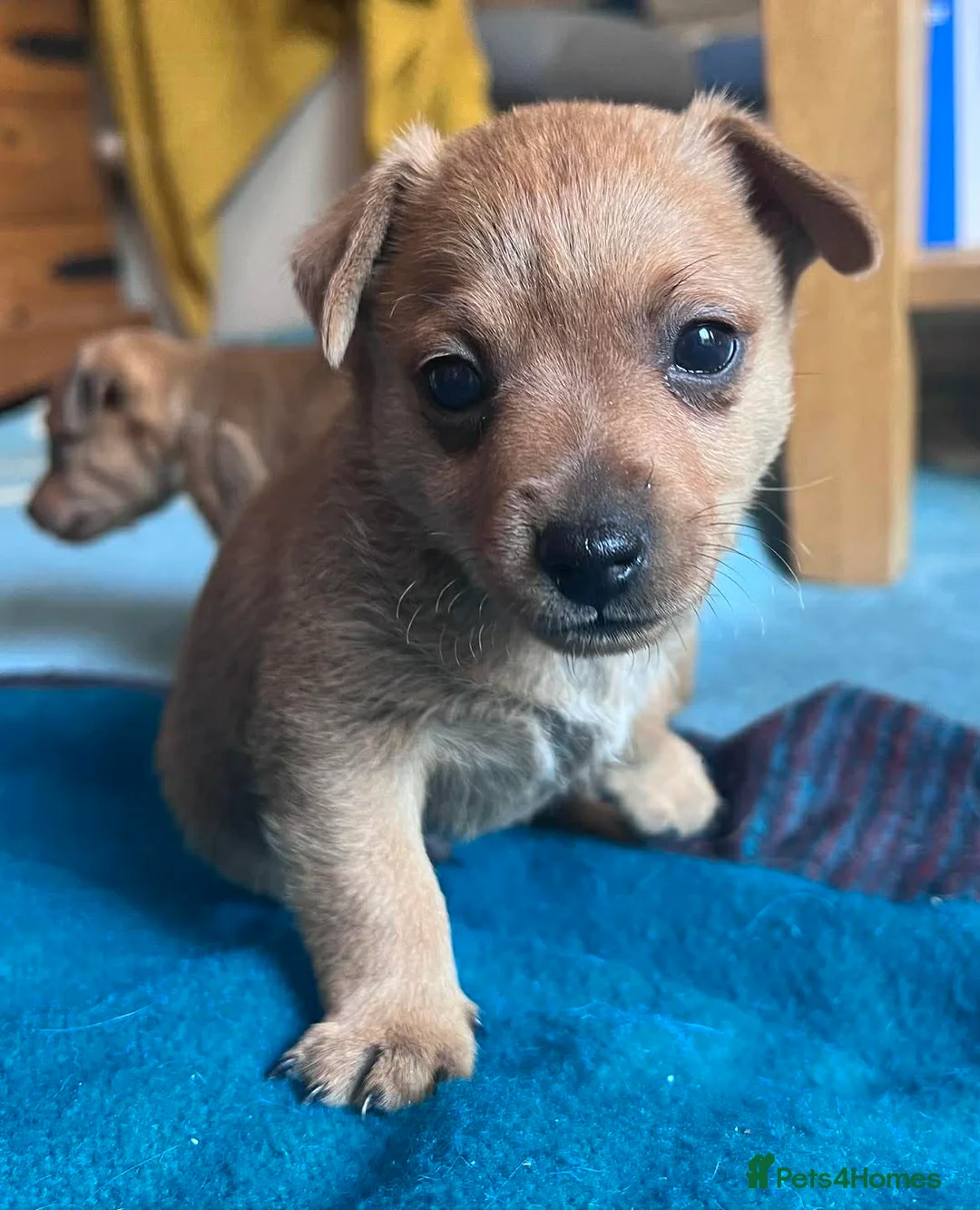 Mixed Breed dogs for adoption: Susie - Beautiful Tiny Min Pin Mix Girl Pup  - Advert 1