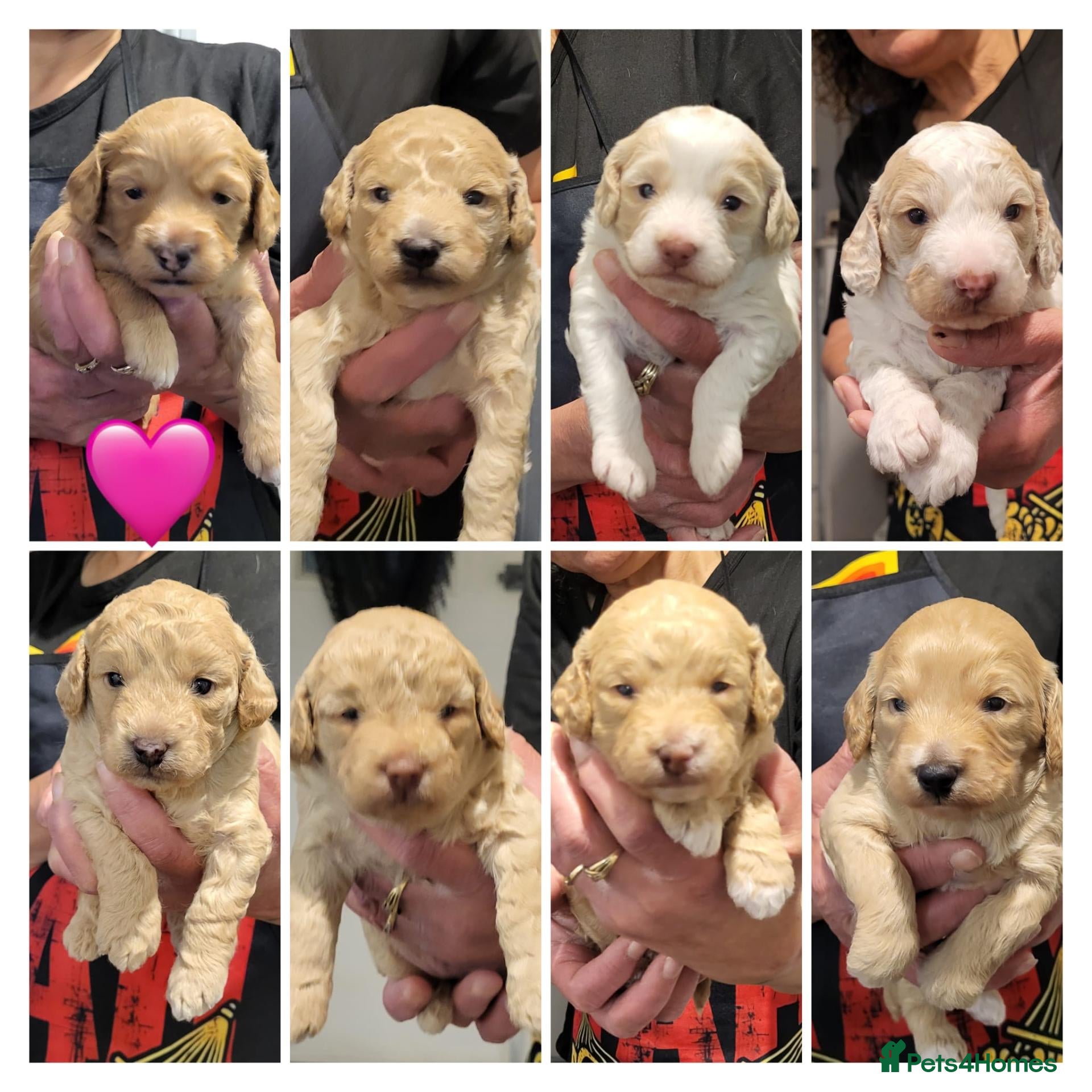 Cockapoo dogs for sale: Beautiful F1B toy cockapoos  - Advert 1