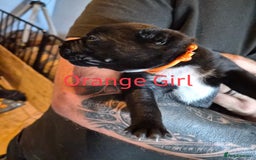 Mixed Breed dogs for sale: Beautiful Chow-Pei Puppies - Image 10