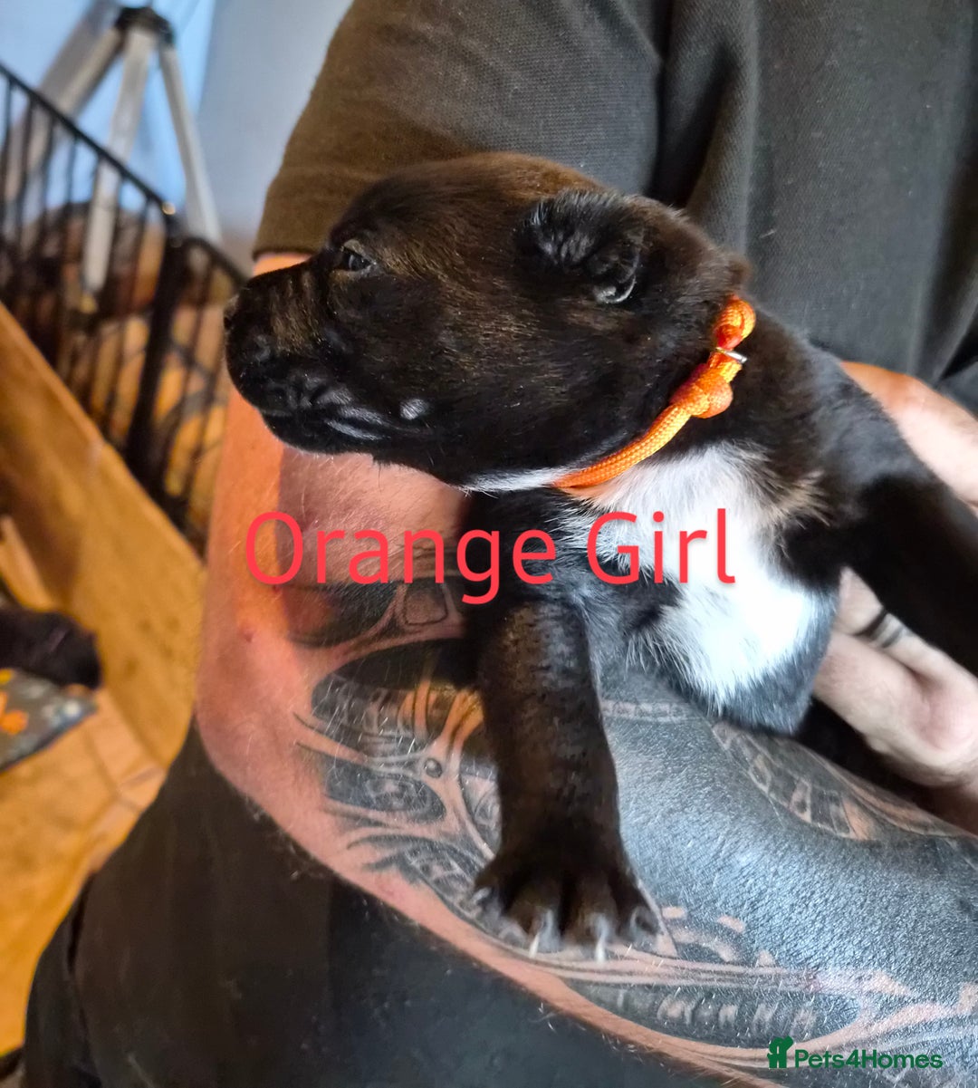 Mixed Breed dogs for sale: Beautiful Chow-Pei Puppies - Image 10
