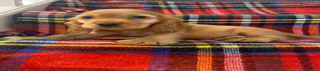 Cocker Spaniel Puppy 2 (RED)