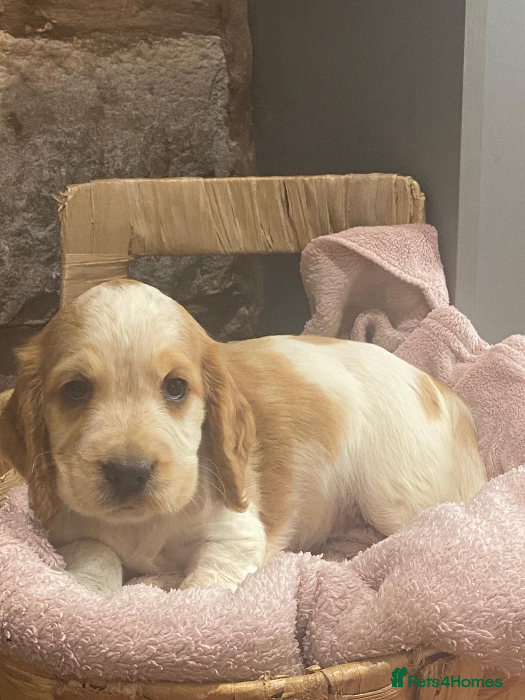Cocker Spaniel dogs for sale: Kc - Beautiful show type cocker spaniel puppies  - Image 21