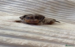 Miniature Dachshund dogs for sale: Dachshund puppy’s forsale  - Image 7
