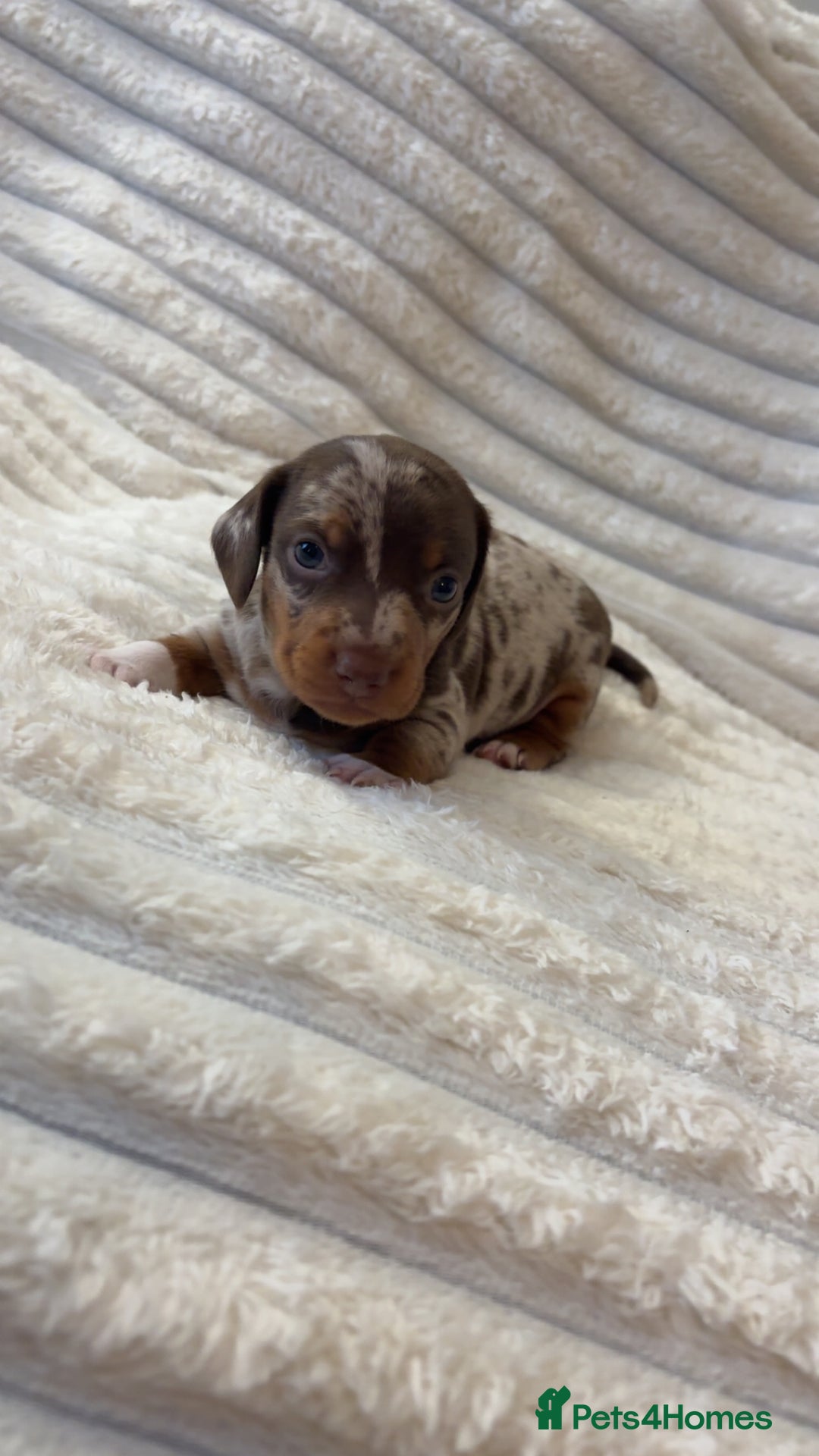 Miniature Dachshund dogs for sale: Dachshund puppy’s forsale  - Image 7