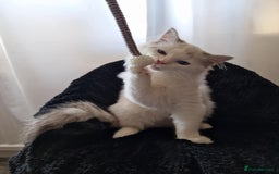 Ragdoll cats for sale: GRAND Champion European Line kittens.FULL PEDIGREE - Image 25