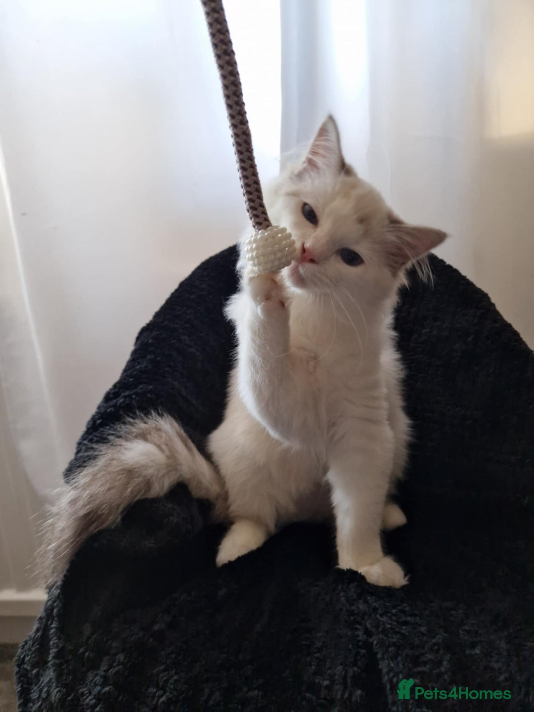 Ragdoll cats for sale: GRAND Champion European Line kittens.FULL PEDIGREE - Image 25