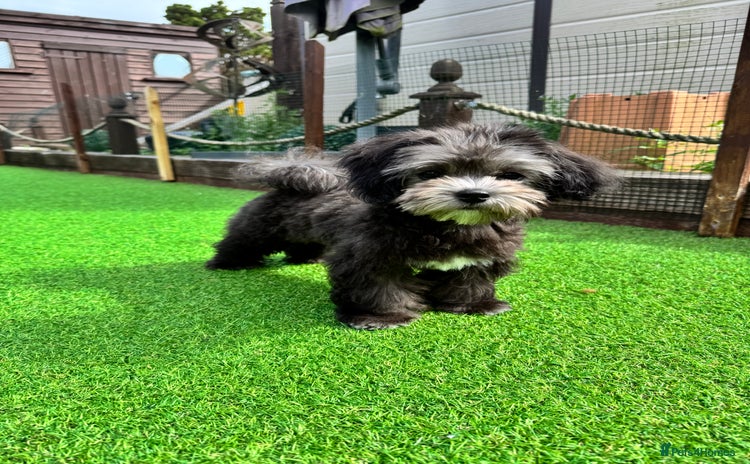 Maltipoo dogs in Bathgate - Advert 3