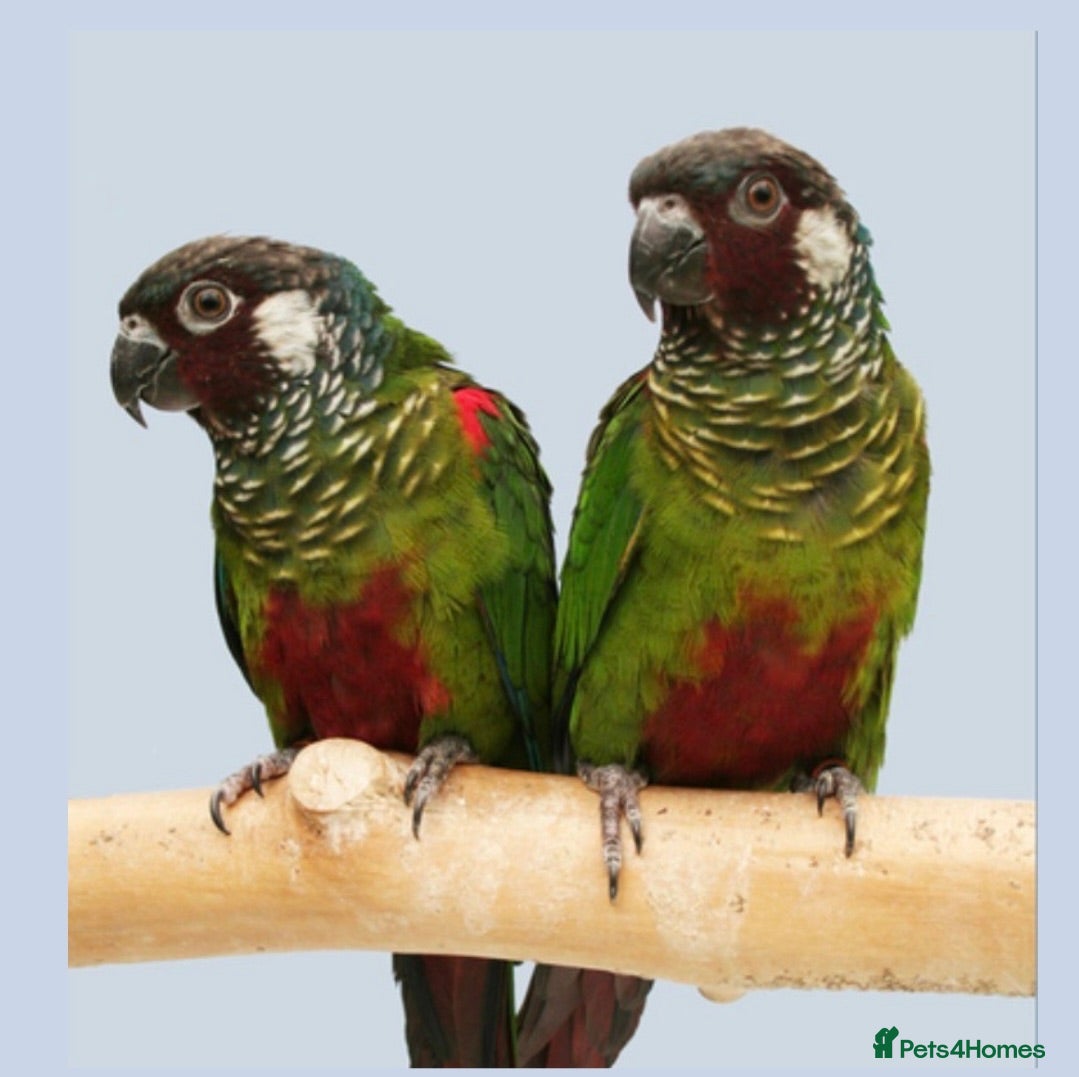 Conures birds Rare Painted Conures - Advert 1